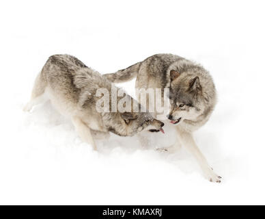 Le loup commun ou loup gris (Canis lupus) de jouer les uns avec les autres en hiver au Canada Banque D'Images
