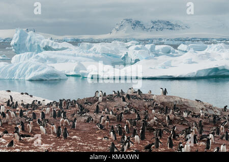 Les manchots, Cuverville Island, Antarctic Peninsula Banque D'Images