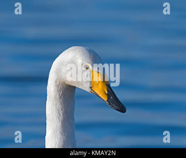 ; Chanteur ; swan cygnus cynus Banque D'Images