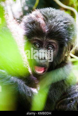 Portrait d'un gorillacub la montagne à une courte distance. le gorille de montagne (Gorilla beringei beringei) . Banque D'Images