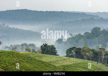 Matin gris brouillard sur les plantations de thé bwindi. Ouganda. L'Afrique. Banque D'Images