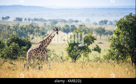 Les girafes de Rothschild (Giraffa camelopardalis), en Ouganda (Afrique) Banque D'Images