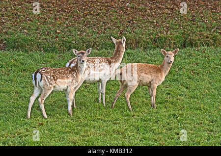 Daims Cervus dama prisonnier Banque D'Images