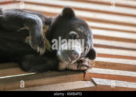 Un jeune ours de soleil malaisien repose sur un toit en bois, à Bornéo, en Malaisie Banque D'Images