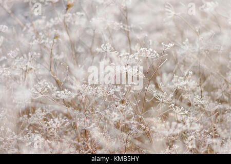 Texture hiver délicate dentelle naturelle , la faune, la période d'hiver Banque D'Images
