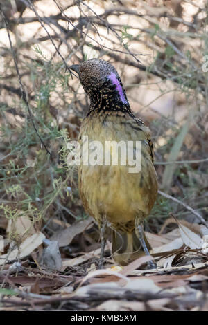 Ouest (chlamydera guttata) oiseau 'course' guttata à Alice Springs, territoire du Nord, Australie Banque D'Images