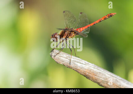 Dard commun mâle (Sympetrum striolatum libellule) perché sur une vieille branche d'arbre en bois. Clogheen, Tipperary, Irlande Banque D'Images