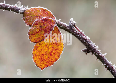 Frost couverts Bramble Rubus fructicosus (feuilles) sur un matin d'hiver en novembre. Cahir, Tipperary, Irlande. Banque D'Images