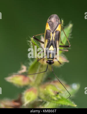 Grypocoris stysi punaises mirides regardant vers le bas d'une ortie. Cahir, Tipperary, Irlande. Banque D'Images