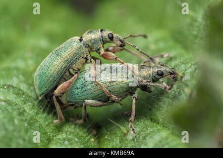 Les charançons (Phyllobius pomaceus Ortie) sur l'ortie commune dans les bois. Cahir, Tipperary, Irlande. Banque D'Images