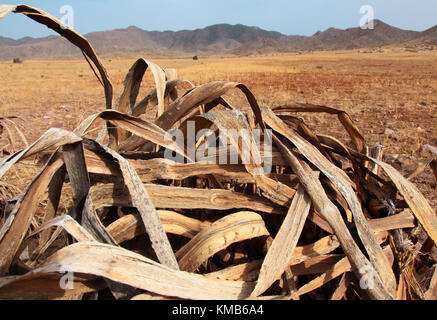 Le parc national de Cabo de Gata, Almeria Banque D'Images