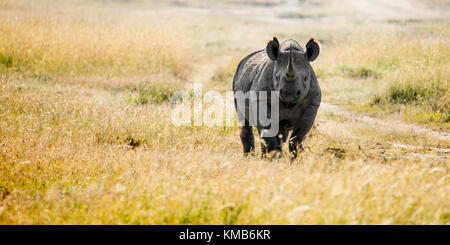 Un seul rhinocéros noir debout dans la prairie ouverte, tournée vers l'appareil photo, Laikipia, Kenya, Africa Banque D'Images