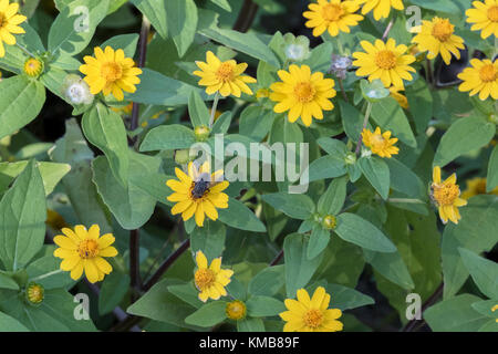 , Topinambour Helianthus tuberosus, sunroot, artichaut de Jérusalem, terre apple, topinambour, dans un jardin botanique à Oklahoma City, Oklahoma, USA. Banque D'Images