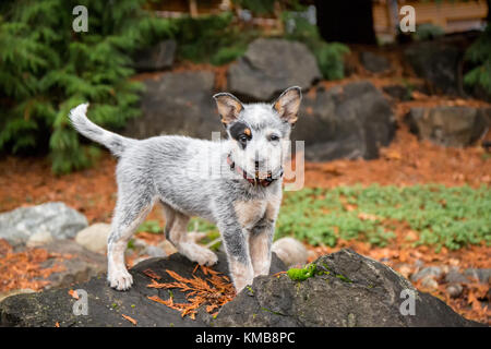 'Lilly', un chiot australien Cattledog de 10 semaines, jouant sur un grand rocher avec une petite pinecone en cèdre rouge dans sa bouche, à Issaquah, Washington, États-Unis. Banque D'Images