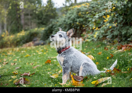 "Lilly", un Australien âgé de 10 semaines chiot Cattledog avec de l'herbe dans la bouche, assis dans sa cour à Issaquah, Washington, USA. Le bétail n'australienne Banque D'Images