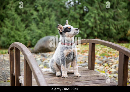 "Lilly", un Australien âgé de 10 semaines chiot Cattledog assis sur une passerelle à Issaquah, Washington, USA. Banque D'Images
