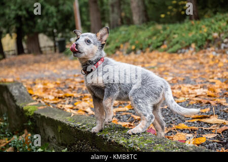 "Lilly", un Australien âgé de 10 semaines chiot Cattledog posant sur un mur de pierre attend avec impatience un autre traitement, à Issaquah, Washington, USA. Banque D'Images