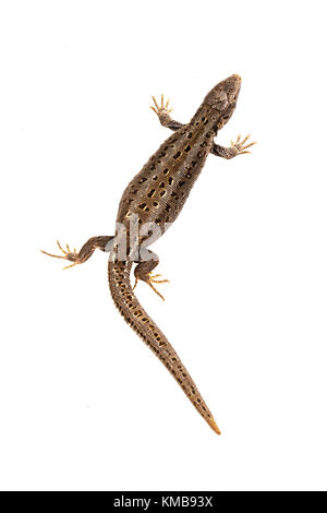 Sand lizard (Lacerta agilis) isolé sur fond blanc Banque D'Images