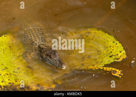 Caïman Crocodile Parc National Amacayacu, Amazon, Colombie Banque D'Images