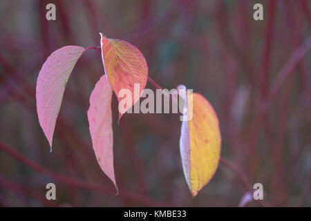 Cornouiller cornus feuilles en automne Banque D'Images