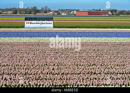 Déposée de l'épanouissement et de jacinthes d'une affiche avec les mots j'aime noordwijkerhout, Noordwijkerhout, Pays-Bas Banque D'Images