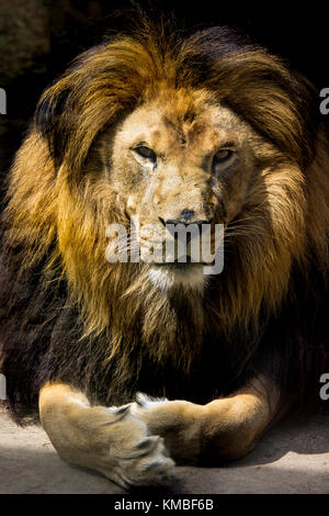 Lion Portrait Vertical Banque D'Images