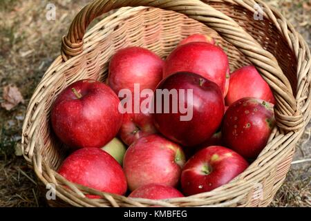 Les pommes biologiques fraîchement cueillis dans un panier (lat.:Malus domestica 'Slava Peremozhtsiam') Banque D'Images