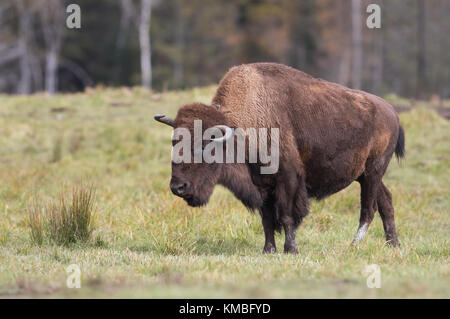 Bison américaine, buffle debout dans un pré herbacé au Canada Banque D'Images