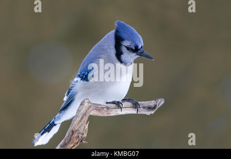 Geai bleu - Cyanocitta cristata perché sur une branche au Canada Banque D'Images