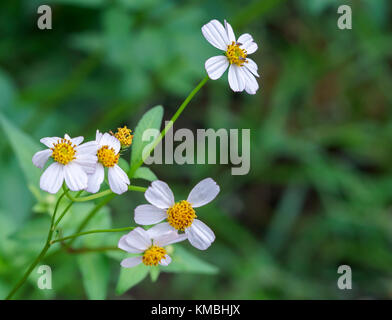 Les fleurs de Marguerite dans le jardin sont très simples mais belles pures Banque D'Images