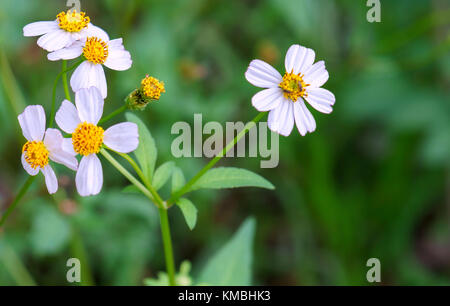 Les fleurs de Marguerite dans le jardin sont très simples mais belles pures Banque D'Images