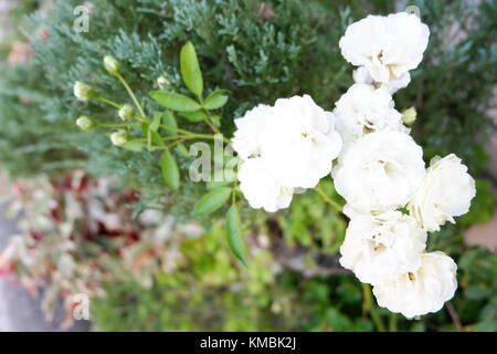 Les Roses Blanches floraison, capturé tôt le matin Banque D'Images