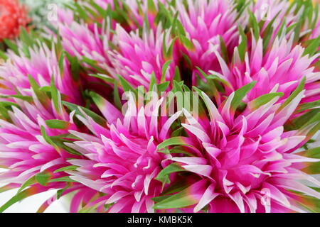 Plantes à fleurs rose artificiel sur l'écran à la recherche du vrai et frais, capturé close up Banque D'Images