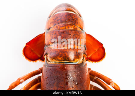 Queue d'un homard rouge isolé sur fond blanc Banque D'Images