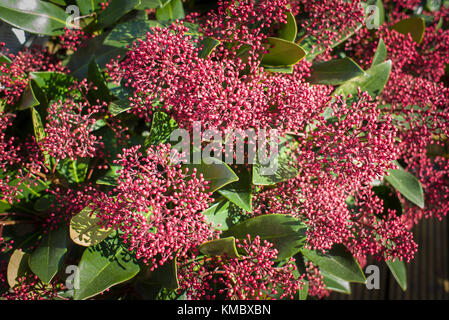 Skimmia japonica Rubella coloré en vente au centre d'un jardin anglais en UK Banque D'Images