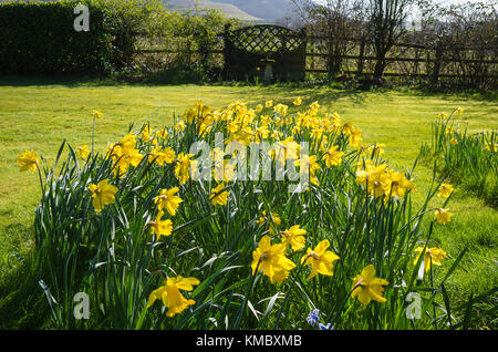 Jonquilles naturalisées apportent une pelouse en vie dans un milieu rural jardin anglais dans le Wiltshire England UK Banque D'Images