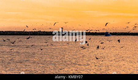 Coucher du soleil à Half Moon Bay avec bateau de pêche et Silhouette Oiseaux Banque D'Images