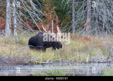 Orignal (Alces alces) sur le bord d'un étang à l'automne dans le parc Algonquin Banque D'Images
