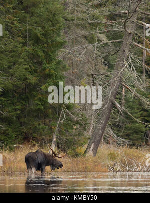 Orignal (Alces alces) sur le bord d'un étang à l'automne dans le parc Algonquin Banque D'Images