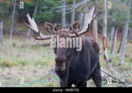 Orignal (Alces alces) sur le bord d'un étang à l'automne dans le parc Algonquin Banque D'Images