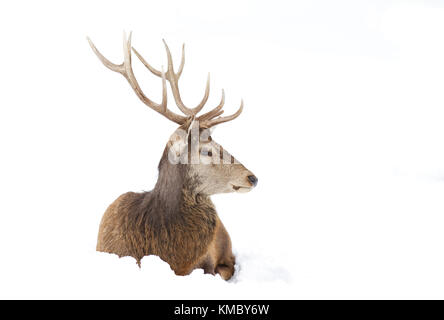 Cerf rouge stag assis dans la neige d'hiver Banque D'Images