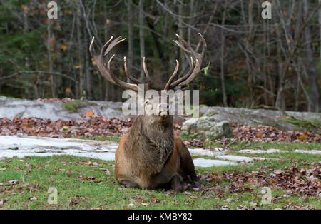 Cerf rouge cerf avec de grands bois assis dans la forêt d'automne au Canada Banque D'Images