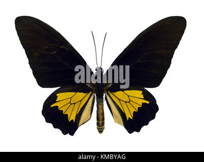 Beau papillon exotique coloré Ornithoptera Troides Rhadamantus isolé sur blanc arrière-plan Banque D'Images