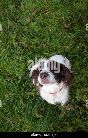 Cross SPRINGER SPANIEL 'Sprocker', des profils, à la caméra en Banque D'Images