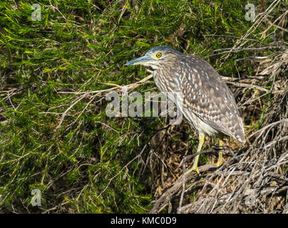 Un Nankeen Night Heron perché sur un arbre à pâtre Lake à Perth, Australie occidentale. Banque D'Images