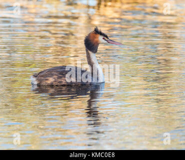 Un grèbe huppé (Podiceps cristatus) dans les eaux du lac Golden Bouvier à Perth, Australie occidentale. Banque D'Images