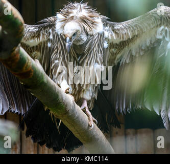 Vautour de l'Himalaya Himalaya ou vautour fauve (Gyps himalayensis) Banque D'Images