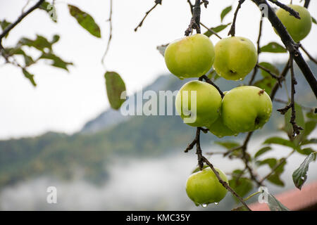 La pomme verte sur un arbre Banque D'Images