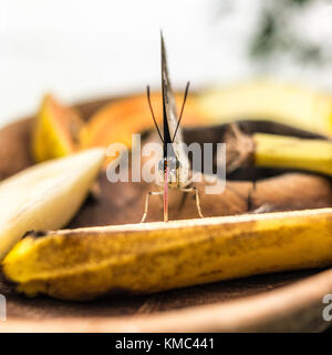 Dans le lepidopterarium papillons exotiques au zoo de Bristol, Angleterre, Royaume-Uni Banque D'Images