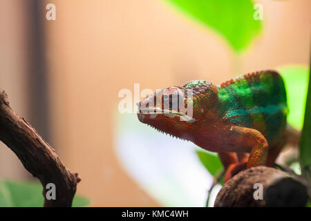 Un panther chameleon est assis sur une branche. zoo de Saint-Pétersbourg, Russie. Banque D'Images